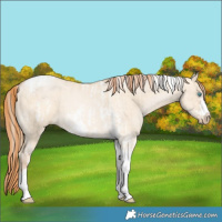 Horse Color:Chocolate Palomino Pearl Dun Tobiano Frame  and Buckskin Pearl Dun Tobiano Frame 