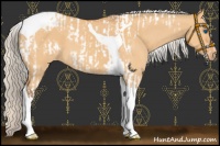 Horse Color:Silver Bay Dun Tobiano Frame  and Silver Bay Dun Tobiano Appaloosa 