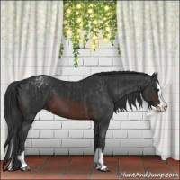 Horse Color:Brown Sabino Splash Varnish  and Brown Sabino Splash 
