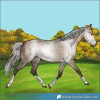 Horse Color:Gray Silver Buckskin Dun Tobiano 