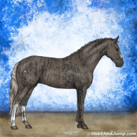 Horse Color:Black  and Silver Black 