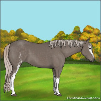 Horse Color:White Spotted Silver Black 