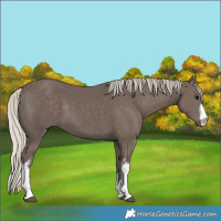 Horse Color:White Spotted Silver Black 