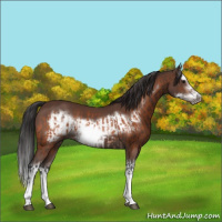 Horse Color:Bay Splash Frame and Bay Splash Frame