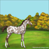 Horse Color:Liver Red Dun Appaloosa 