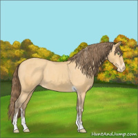 Horse Color:Amber Cream Champagne Sabino Tobiano Appaloosa  and Amber Cream Champagne Sabino Tobiano Appaloosa 