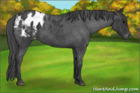 Horse Color:Blue Roan Blanket 