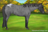 Horse Color:Blue Roan Appaloosa 