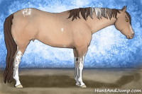 Horse Color:Amber Champagne Sabino Tobiano Appaloosa  and Amber Champagne Sabino Tobiano Appaloosa Rabicano 