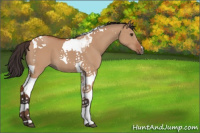 Horse Color:Bay Dun Tobiano 