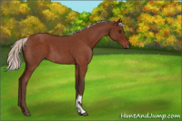 Horse Color:Silver Brown Roan 