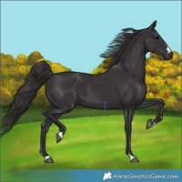 Horse Color:Platinum Smoky Black 