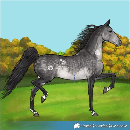Horse Color:Platinum Buckskin 