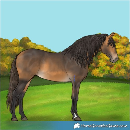 Horse Color:Buckskin 