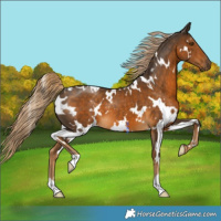 Horse Color:White Spotted Chocolate Palomino 