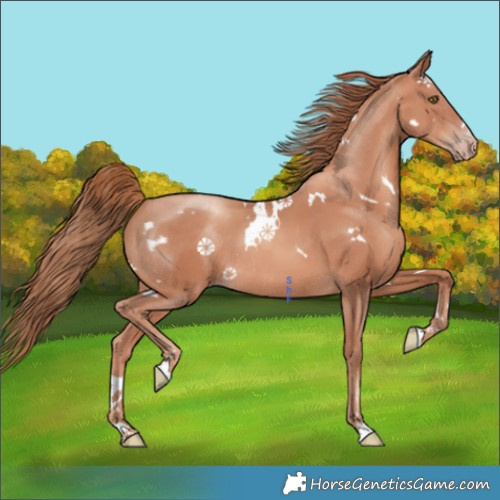 Horse Color:White Spotted Gold Champagne Rabicano 