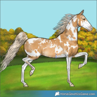 Horse Color:White Spotted Palomino Splash Rabicano