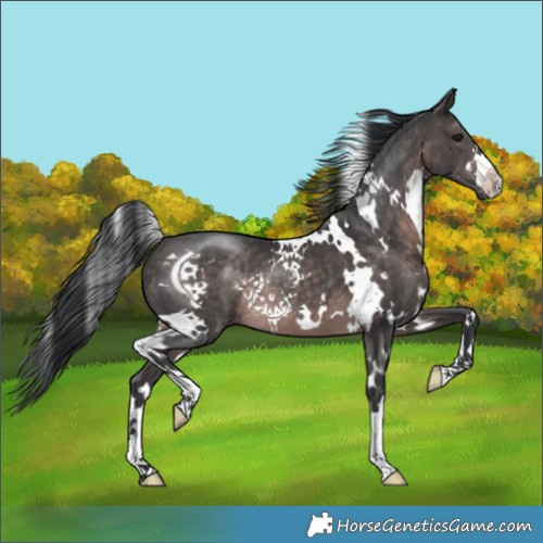 Horse Color:Platinum White Spotted Brown 