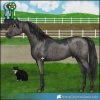Horse Color:Grullo Brindle 