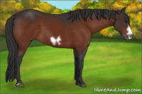 Horse Color:Bay Frame 