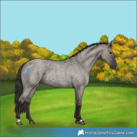 Horse Color:Smoky Grullo Roan 