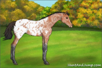Horse Color:Bay Ice Appaloosa 