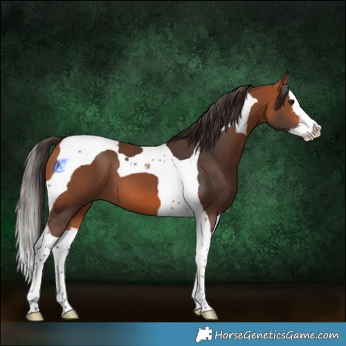 Horse Color:Bay Splash Tobiano 