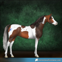 Horse Color:Bay Splash Tobiano