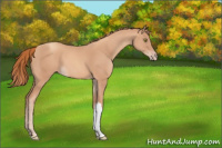 Horse Color:Gold Champagne 