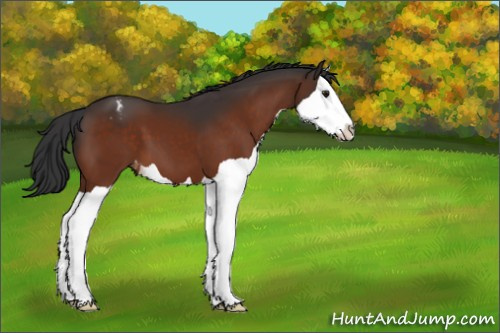 Horse Color:Brown Splash Appaloosa