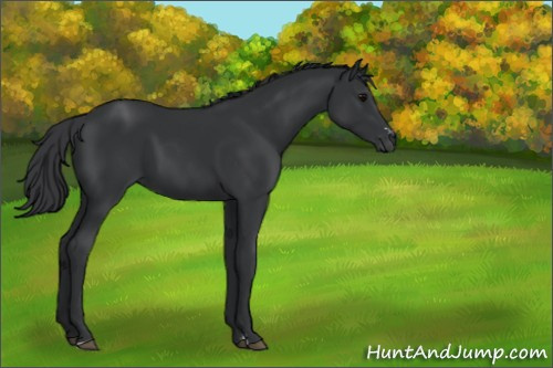 Horse Color:Black Sabino 