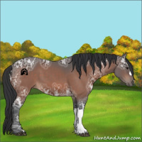 Horse Color:Bay Ice 