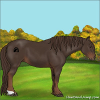 Horse Color:Liver Chestnut 