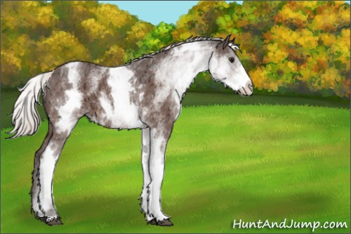 Horse Color:White Spotted Silver Bay Ice 