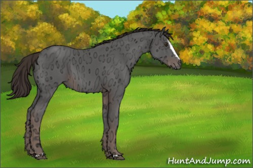 Horse Color:Liver Chestnut Ice Sabino 
