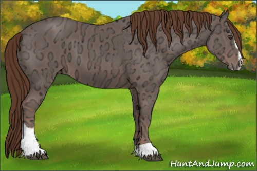 Horse Color:Liver Chestnut Ice Sabino