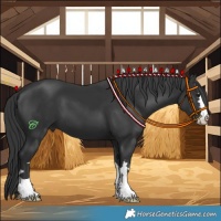 Horse Color:Black 