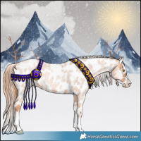 Horse Color:Gold Champagne Roan Splash Appaloosa 
