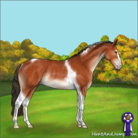 Horse Color:Brown Sabino Tobiano Rabicano 