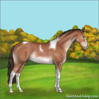 Horse Color:Brown Sabino Tobiano Rabicano 