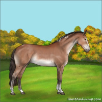 Horse Color:Brown Sabino Tobiano Rabicano 