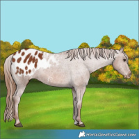 Horse Color:Chestnut Appaloosa 
