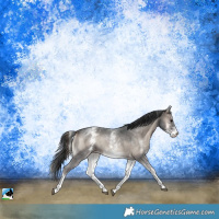 Horse Color:White Spotted Blue Onyx Mushroom Sabino 