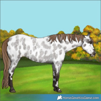 Horse Color:Liver Red Roan Near Leopard 