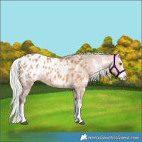 Horse Color:White Spotted Silver Bay Dun Splash Appaloosa