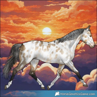 Horse Color:Gray Buckskin Dun Tobiano Appaloosa Rabicano 