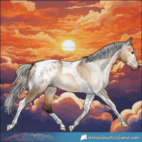Horse Color:Gray Silver Bay Dun Tobiano Appaloosa 