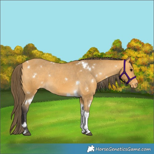 Horse Color:White Spotted Buckskin Tobiano Appaloosa 