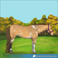 Horse Color:White Spotted Buckskin Tobiano Appaloosa 