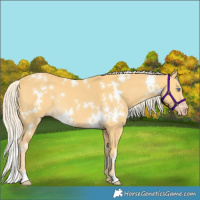 Horse Color:White Spotted Gold Cream Champagne Rabicano